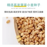 Бейтская кошачья трава семена гидропонная кошачья мята горта в почве