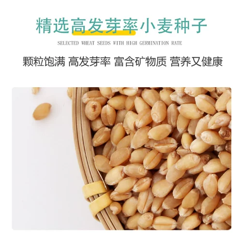 Бейтская кошачья трава семена гидропонная кошачья мята горта в почве