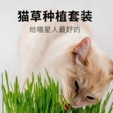 Betian Cat Grass Seed Hydroponic Catmint Cat Snack -снятая шарико