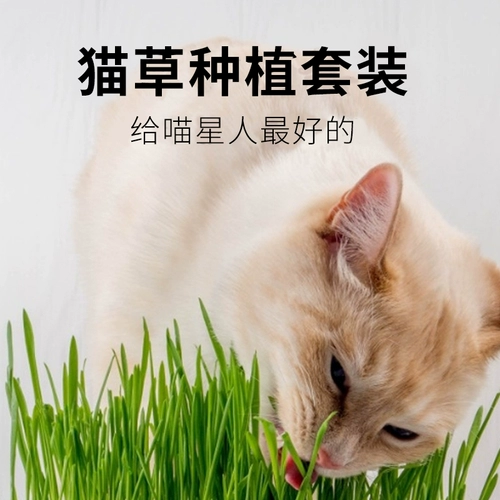 Betian Cat Grass Seed Hydroponic Catmint Cat Snack -снятая шарико
