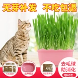 Betian Cat Grass Seed Hydroponic Catmint Cat Snack -снятая шарико