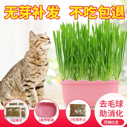 Betian Cat Grass Seed Hydroponic Catmint Cat Snack -снятая шарико
