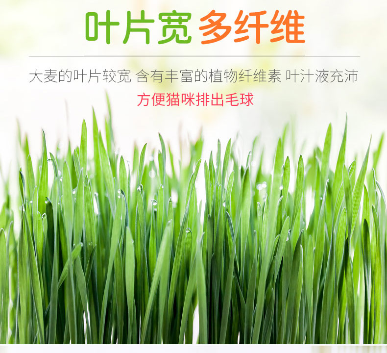 Cát hạt giống cỏ bạc hà bột mèo snack mèo tóc tẩy lông tóc bóng mèo cỏ lúa mạch trồng set cat nguồn cung cấp bán buôn thức ăn phụ kiện chó mèo