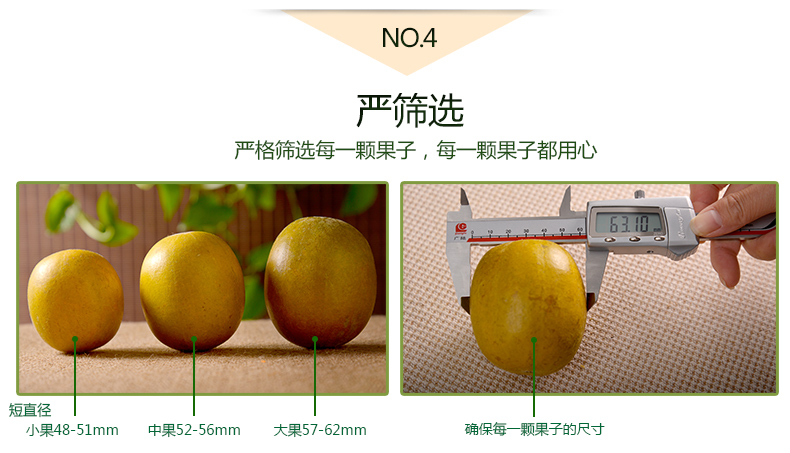 罗汉果经典百搭