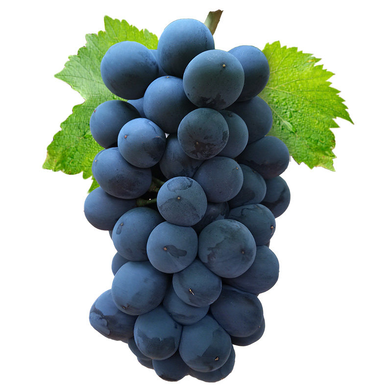 Yunnan fresh summer black seedless grapes Black skewers 1.5 kg