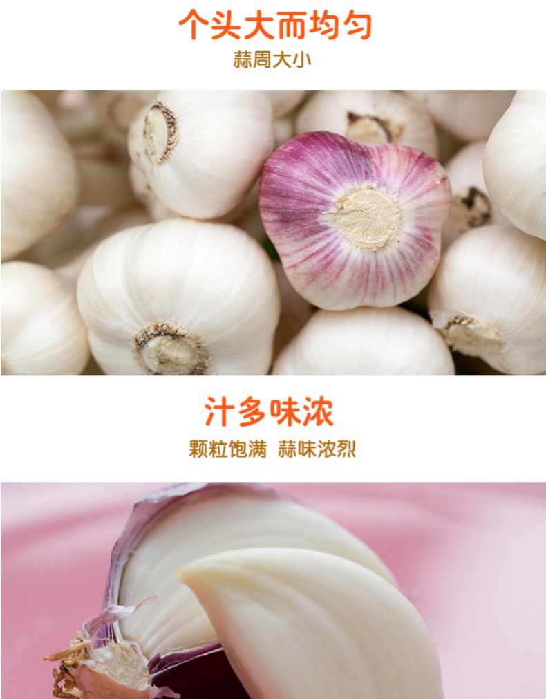 金乡 紫皮富硒大蒜 5斤装 直径5-5.5CM 图2