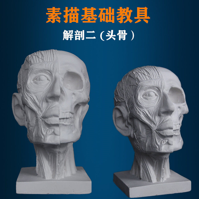 Head bone plaster Fine art plaster figure Head anatomical muscular skull sketching plaster like a fine art room Write a stilllife