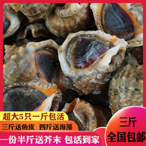 Fresh conch oversized large large current conch seafood aquatic products raw mammoth shells home to live big meat fertilizer