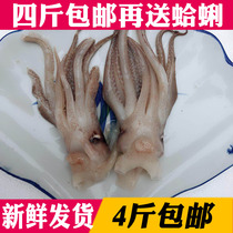 Squid whiskers fresh fresh squid head frozen wild seafood squid claws iron plate squid barbecue 16 yuan 250g