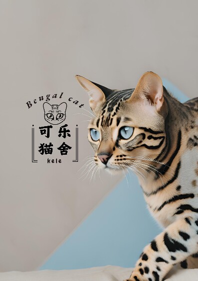 可乐猫舍