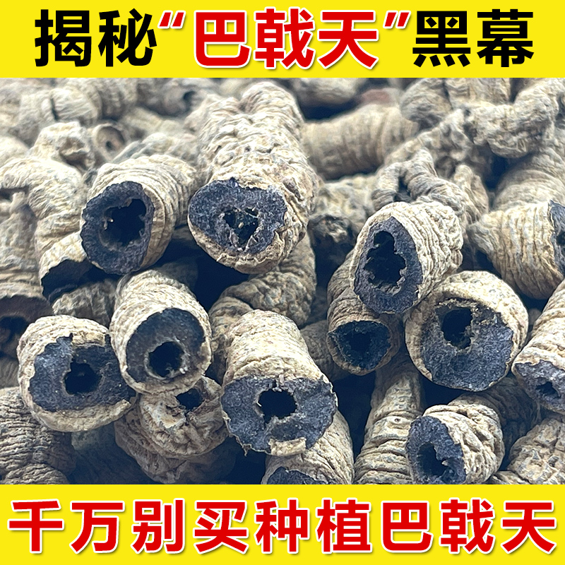 Morinda officinalis wild Super 500g non-Tongrentang can take Epimedium cistanche non-Tongrentang sparkling wine