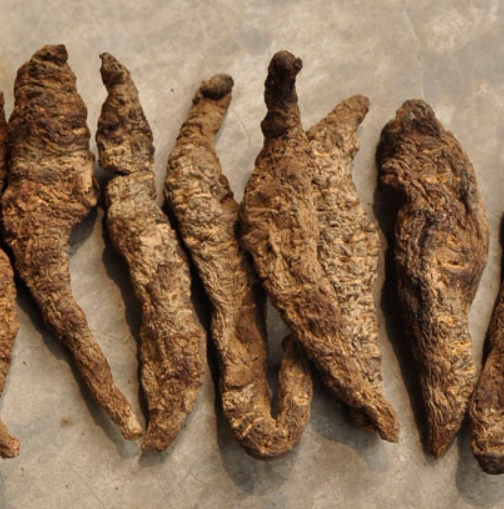 500g of dried wild rehmannia glutinosa traditional Chinese medicine, g of non-tongrentang store, rehmannia glutinosa can be soaked in water with astragalus root.