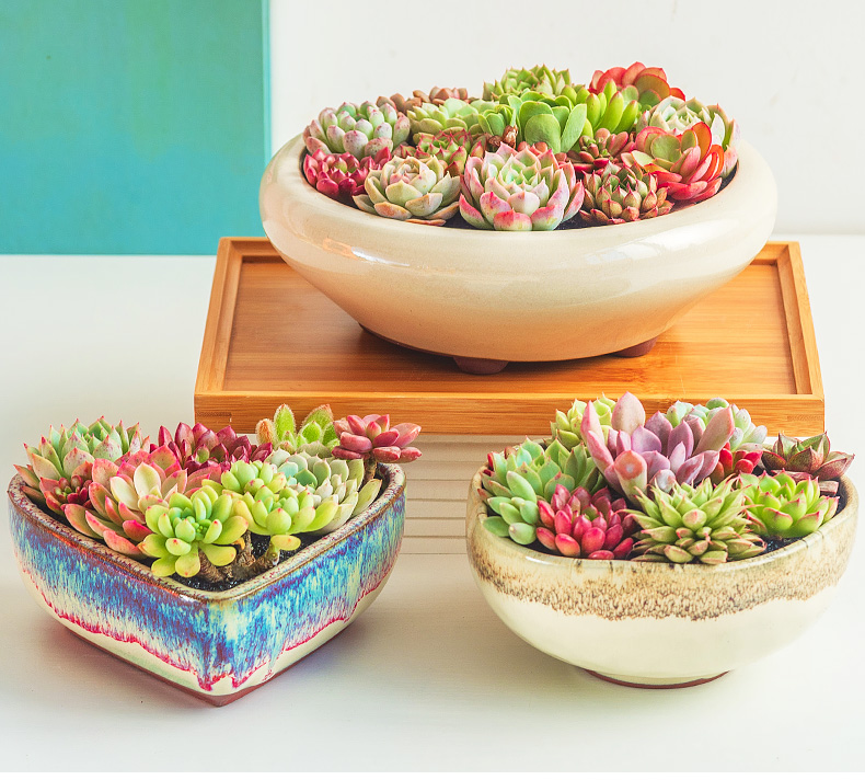 Extra large fleshy plant pot coarse pottery flowerpot is much meat on sale green plant contracted creative other platter ceramics