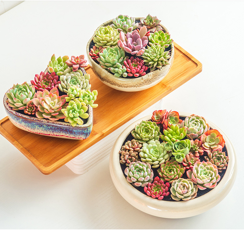 Extra large fleshy plant pot coarse pottery flowerpot is much meat on sale green plant contracted creative other platter ceramics