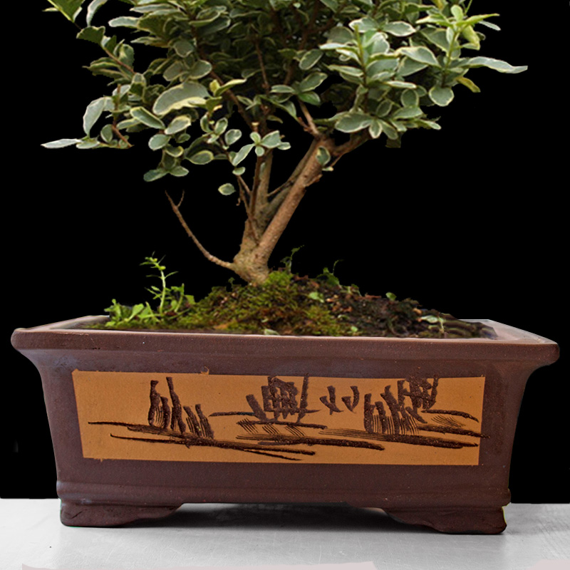Analyzes rectangular purple sand flowerpot more meat coarse pottery pot of green, the plants garden bonsai pot basin of yixing ceramic sale