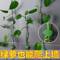 Traceless green radish buckle green basket holder wall climbing artifact green plant vine hanging orchid wall hanging buckle self-adhesive