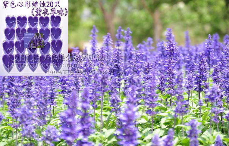 Bougie      - Ref 2488138 Image 6