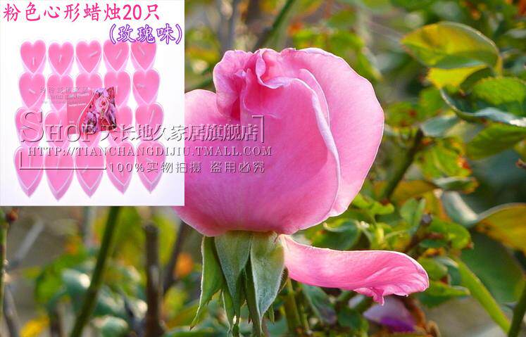 Bougie      - Ref 2488138 Image 8