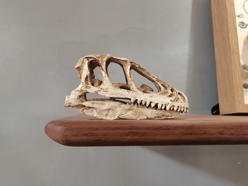 Velociraptor Skull Fossil Model Ornament, Realistic Dinosaur Fossil, Jurassic Science Education Collection, Paleontology Gift