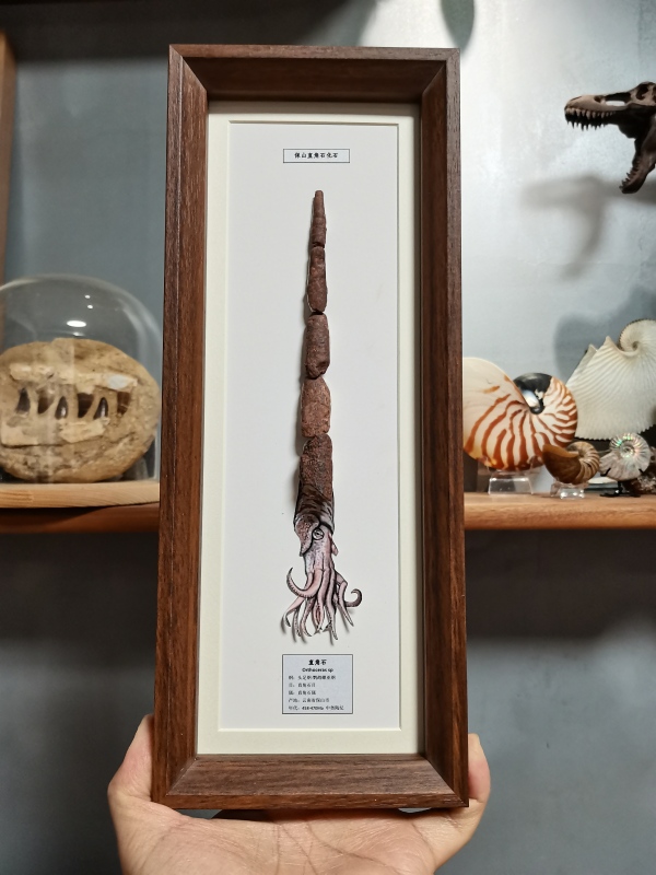 Baoshan Ordovician Right-Angle Fossil Specimen Frame Paleontology Fossil Science Education Creative Gift Science Decoration