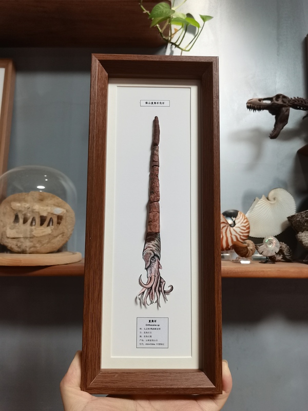 Baoshan Ordovician Right-Angle Fossil Specimen Frame Paleontology Fossil Science Education Creative Gift Science Decoration