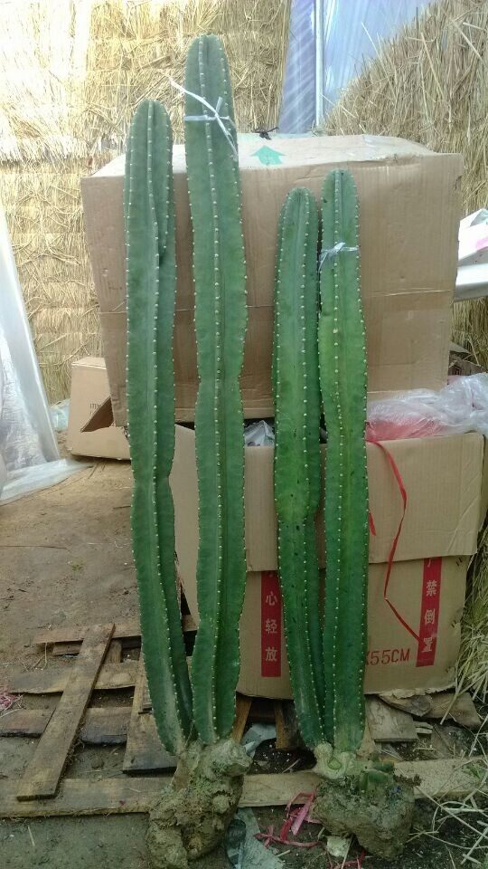 量天尺仙人柱,量天尺仙人柱图片,仙人柱品种大全(第3页)_文秘苑图库