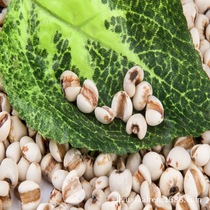 Green coix seed large grains barley supply direct sales from the origin