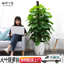 Shenzhen Tongcheng distribution of green radish potted green plant large plant indoor formaldehyde removal hydroponic big leaf big green radish column