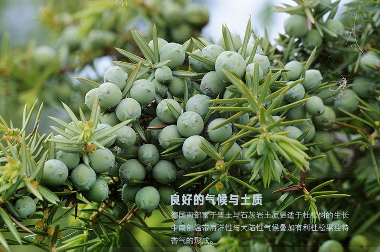 优质杜松子500g杜松果水刺柏果现货 金酒调味品纯露专用-阿里巴巴
