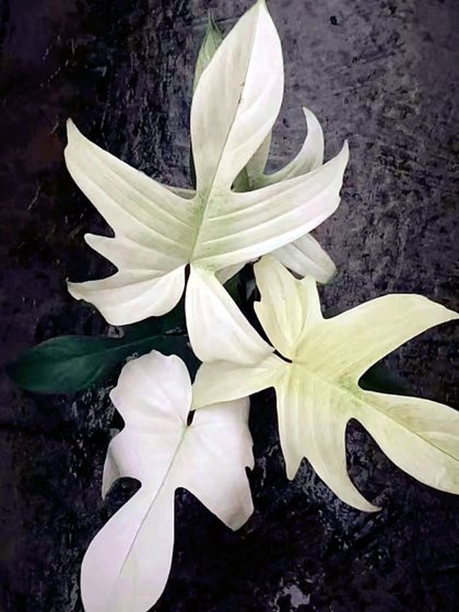 包邮佛罗里达红毛飞机蔓绿绒腿毛掌叶蔓绿绒室内绿植热植观赏植物