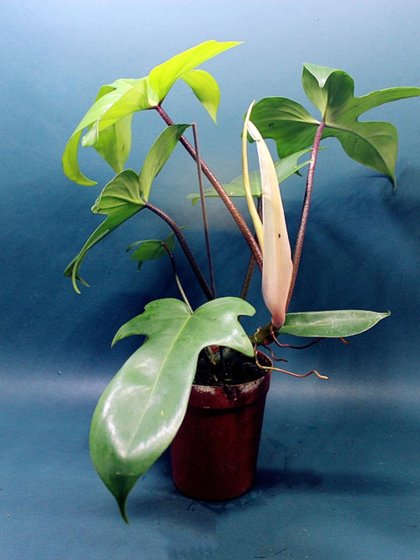 包邮佛罗里达红毛飞机蔓绿绒腿毛掌叶蔓绿绒室内绿植热植观赏植物