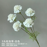 5-головый сосны Cordycecess (белый)