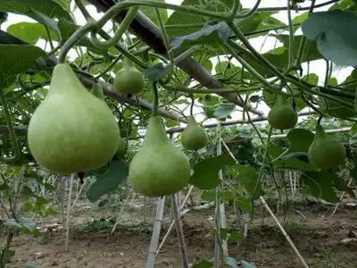 Gourd seeds small scoop gourd seeds 05 yuan a full 10 yuan