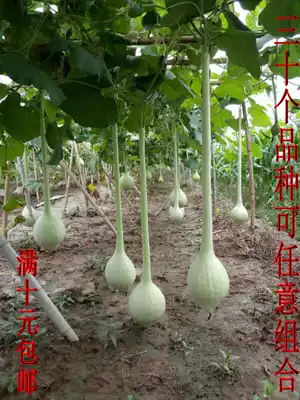 Natural wild gourd long handle knotted buckle gourd seed size oil hammer gourd seed full of 10 yuan automatic