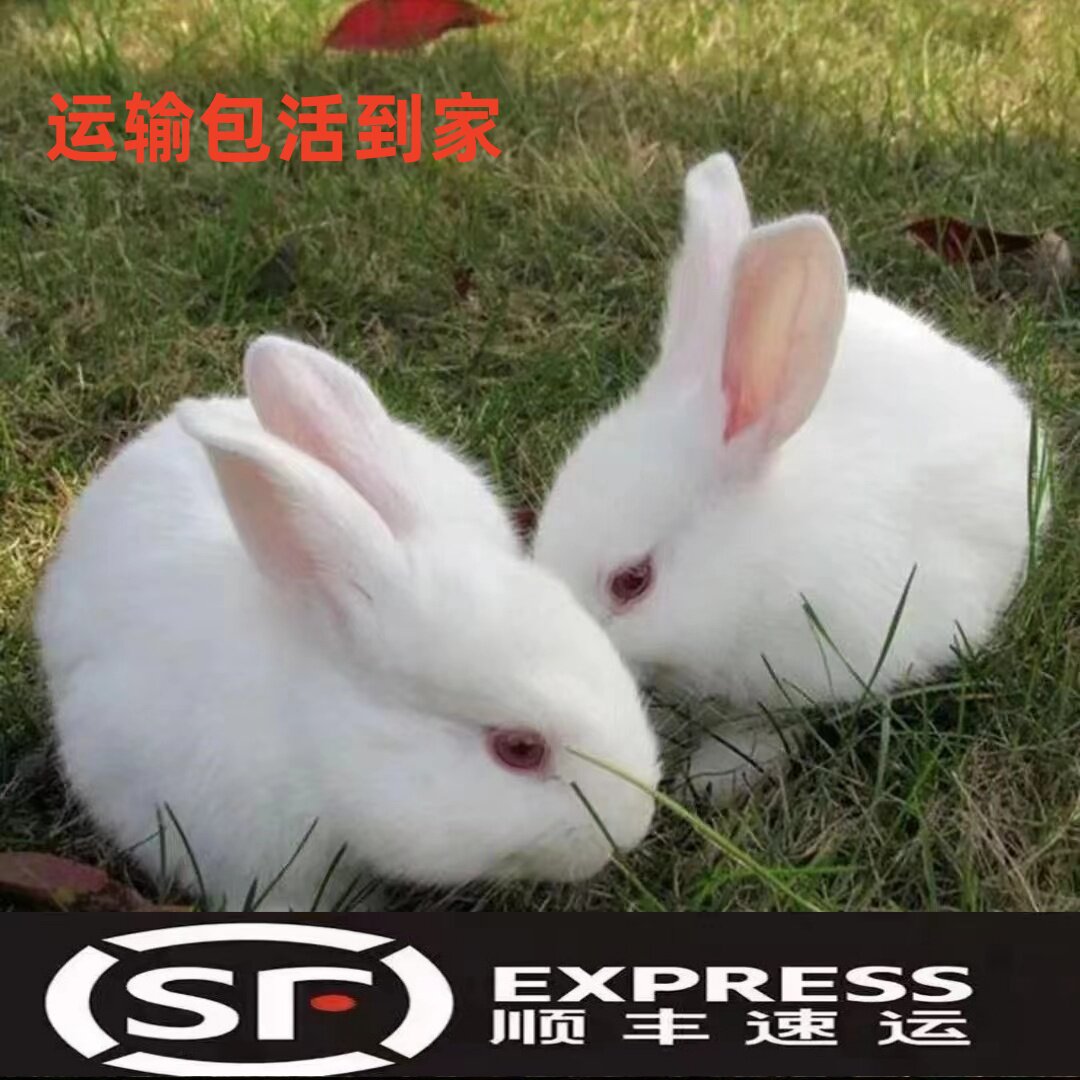 新西兰白兔公母一对,超萌活物幼仔,家养宠物首选,批发活苗来了!-兔-淘宝好物网