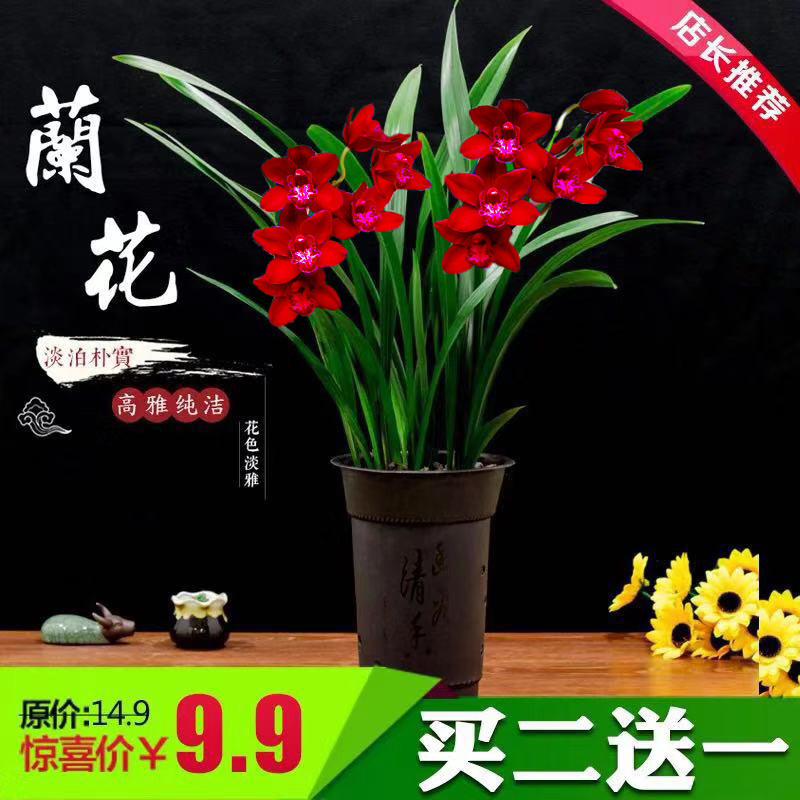 Orchid pot flower seedlings with flower plant with flower plant with precious gold peddle Merland Orchid Orchid