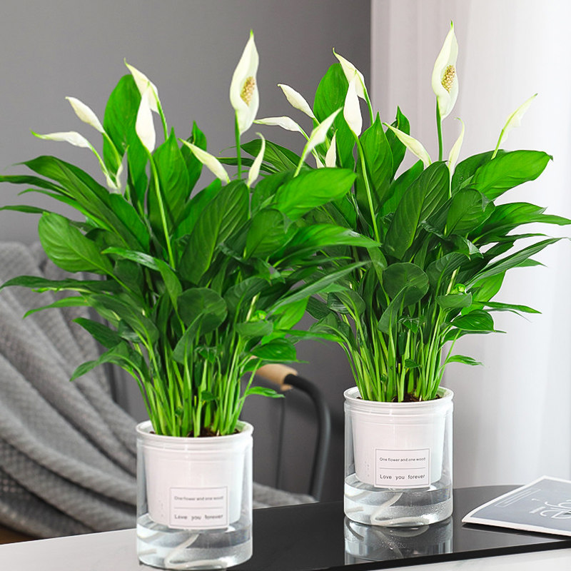 Water Cultivated With Fire Crane Flower Pot Plant Indoor One Sails Smooth White Palm Flower Plant Powder Palm Glass Good Hydropony With Flower Bud