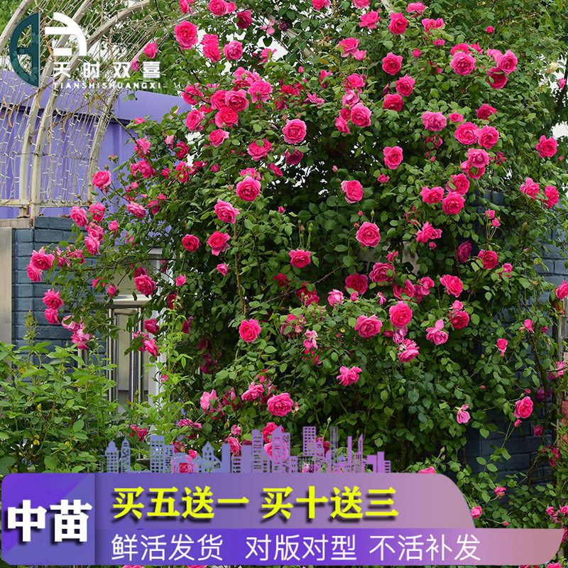 Vine This month Flower Miao Flower Miao Flower Miao Miao climb the vine Potted plant Four Seasons Flowering Dragon Sand Jewel Climbing Wall Plants