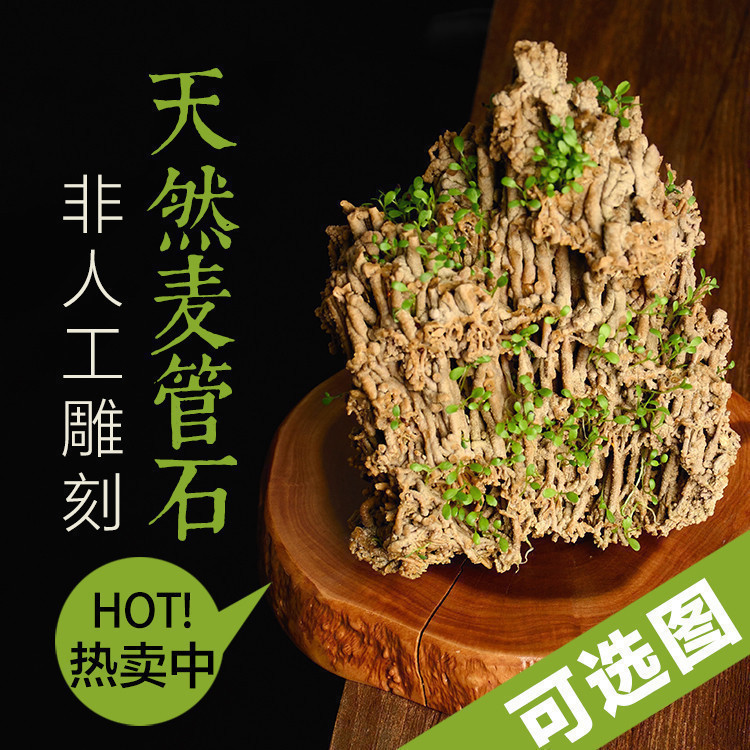 Natural rough wheat tube stone On the water stone absorbent stone plant fossil bonsai rockery strange stone micro-landscape optional map