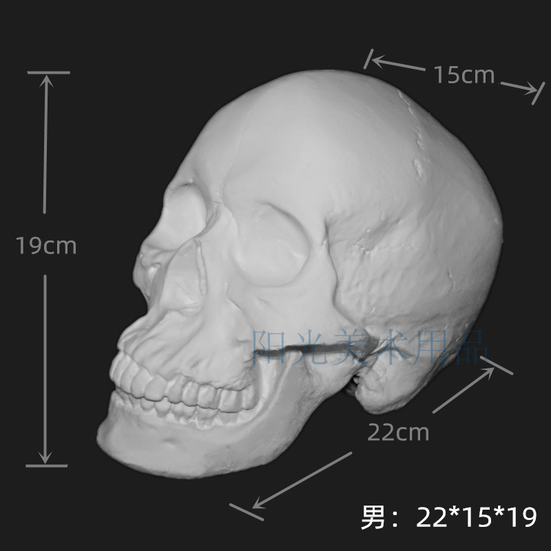 Large Skull Plaster Model Male Skull Sketch Still Life Sketch Art Teaching Material Geometry