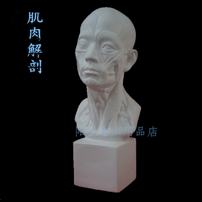 Facial muscles dissected human plaster head 55CM model art teaching aids textbook sketch still life sketch supplies