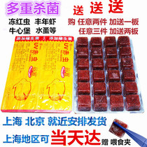  Frozen red blood worm mother worm Red worm beef heart burger Fengnian shrimp Parrot Arhat colorful fairy goldfish Arowana food feeding