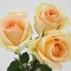 Peach Snow Mountain Rose Four Seasons Flowering Cut Flowers Champagne Rose Garden Balcony New Green Plant Potted Plants