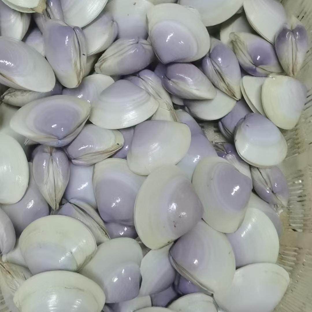 漳港贵妃蚌真的绝！鲜活送到家，国宴级海蚌吃出幸福感💥-紫口贝-淘宝百科网