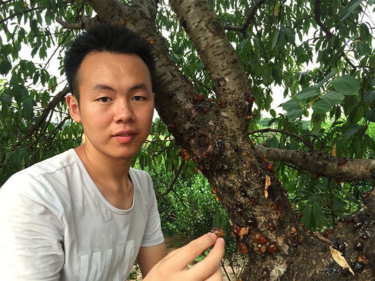 Wild peach gum back mountain wild peach tears 250 grams old tree peach blossom tears dry goods