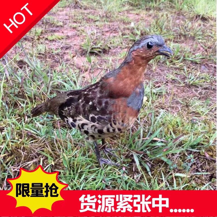 Simulation bamboo chicken media exposure model teaching demonstration props ornament film and television shooting feather model pheasant fake bird