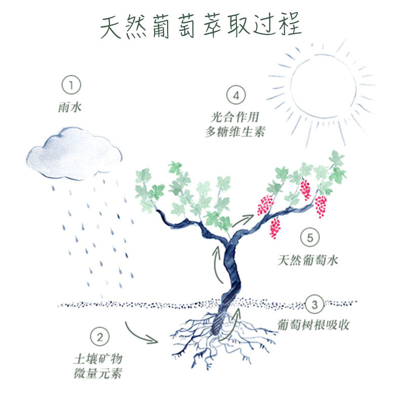 欧缇丽 大葡萄活性保湿喷雾 200ml*2支 送75ml*3支 图3