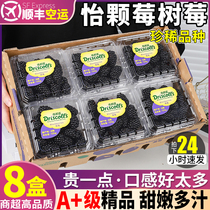 SF Yike Berry Blackberry Fresh Fruit Fresh Fruit Raspberry Rare Tropical Black Raspberry 2 Seasonal Whole Box 4