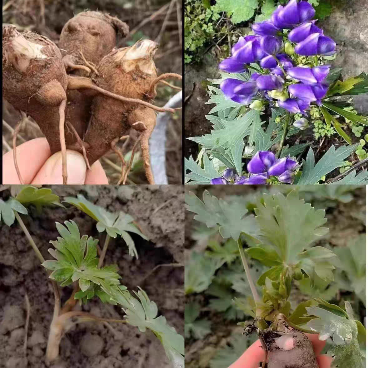 现挖草乌苗🌿中草药盆栽植物🌿-DIY编织材料包-淘宝好物网