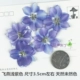 Feiyan светло -фиолетовый 12 цветов